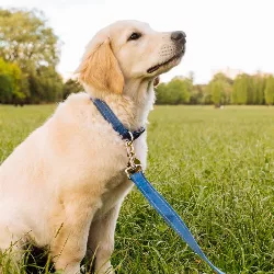 Zachte Katoenen Reflecterende Hondenhalsband