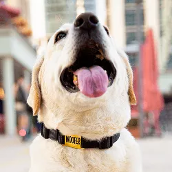 Hondenpenning Goud Slide-On