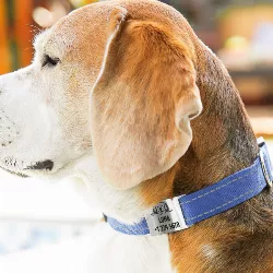 Hondenpenning Zilver Slide-On