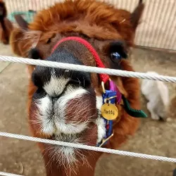 Hondenpenning Goud Rond